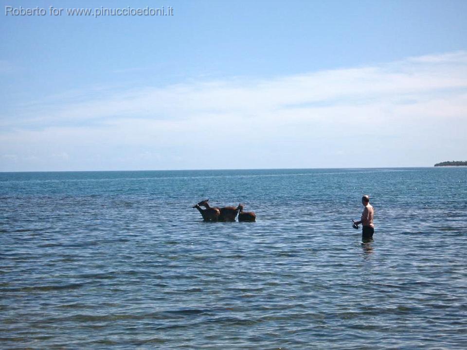 31-Cervi marini al bagno.JPG
